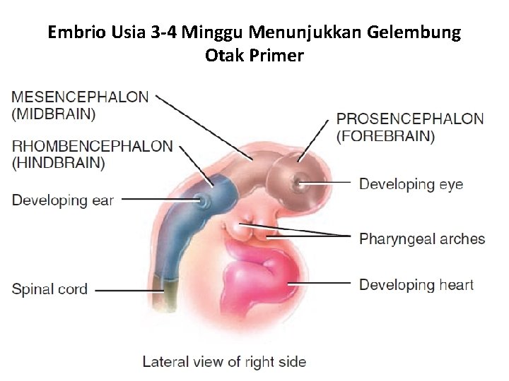 Embrio Usia 3 -4 Minggu Menunjukkan Gelembung Otak Primer 