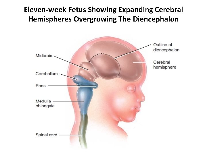 Eleven-week Fetus Showing Expanding Cerebral Hemispheres Overgrowing The Diencephalon 