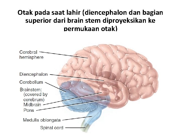 Otak pada saat lahir (diencephalon dan bagian superior dari brain stem diproyeksikan ke permukaan