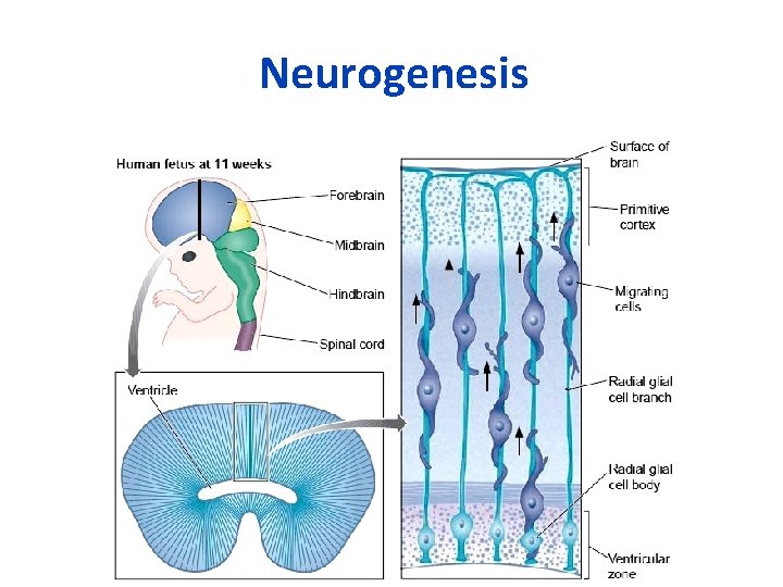 Neurogenesis 