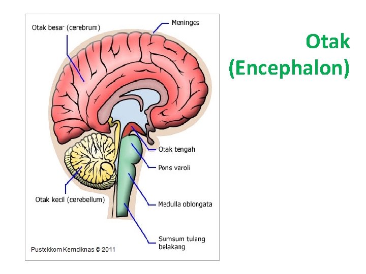 Otak (Encephalon) 