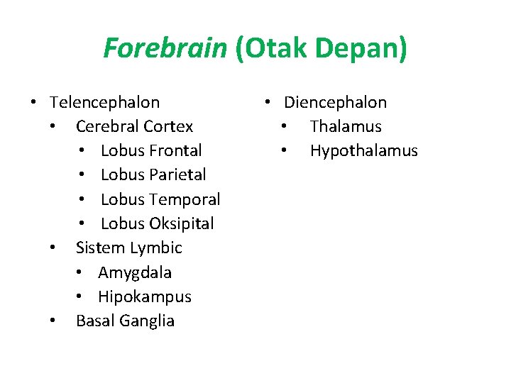 Forebrain (Otak Depan) • Telencephalon • Cerebral Cortex • Lobus Frontal • Lobus Parietal