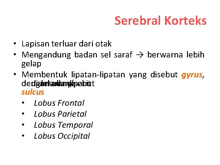 Serebral Korteks • Lapisan terluar dari otak • Mengandung badan sel saraf → berwarna