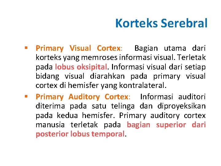 Korteks Serebral § Primary Visual Cortex: Bagian utama dari korteks yang memroses informasi visual.