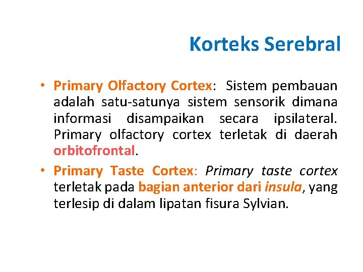 Korteks Serebral • Primary Olfactory Cortex: Sistem pembauan adalah satu-satunya sistem sensorik dimana informasi