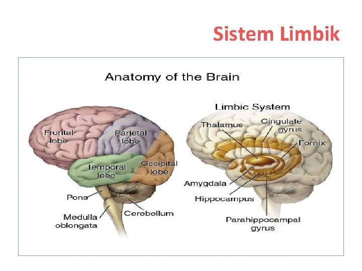 Sistem Limbik 