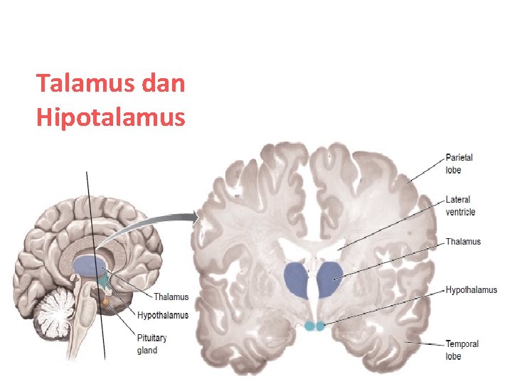 Talamus dan Hipotalamus 