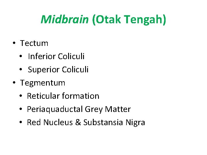 Midbrain (Otak Tengah) • Tectum • Inferior Coliculi • Superior Coliculi • Tegmentum •