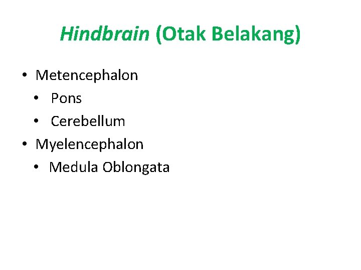 Hindbrain (Otak Belakang) • Metencephalon • Pons • Cerebellum • Myelencephalon • Medula Oblongata