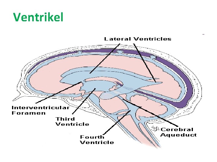 Ventrikel 