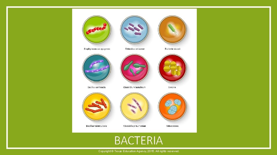 BACTERIA Copyright © Texas Education Agency, 2015. All rights reserved. 