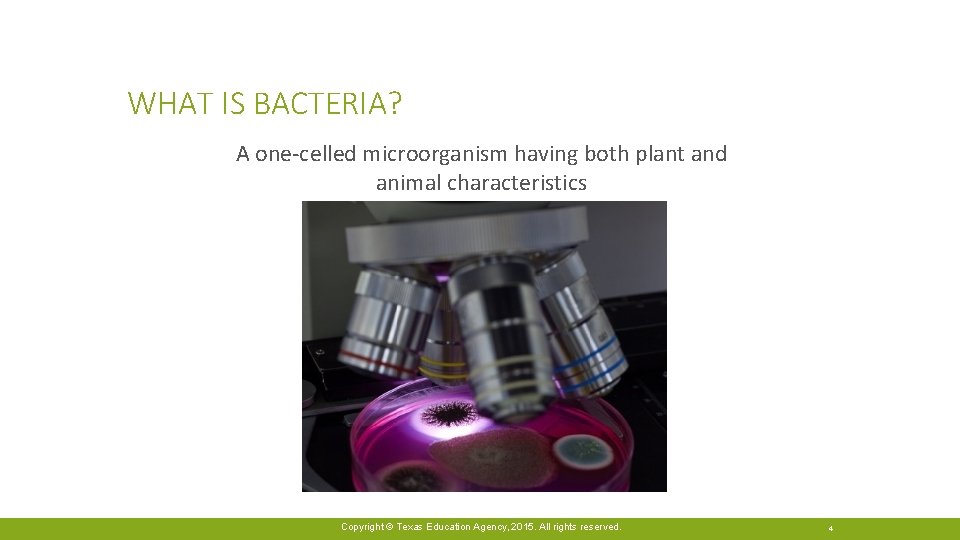 WHAT IS BACTERIA? A one-celled microorganism having both plant and animal characteristics Copyright ©