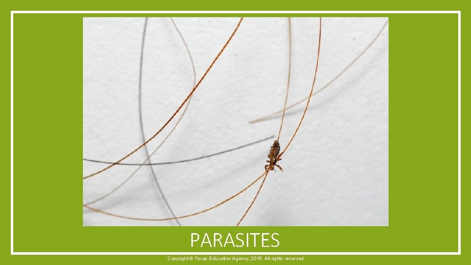 PARASITES Copyright © Texas Education Agency, 2015. All rights reserved. 