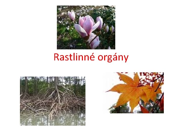 Rastlinné orgány 