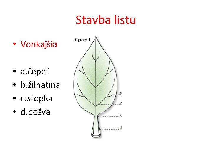 Stavba listu • Vonkajšia • • a. čepeľ b. žilnatina c. stopka d. pošva