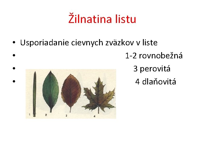 Žilnatina listu • • Usporiadanie cievnych zväzkov v liste 1 -2 rovnobežná 3 perovitá