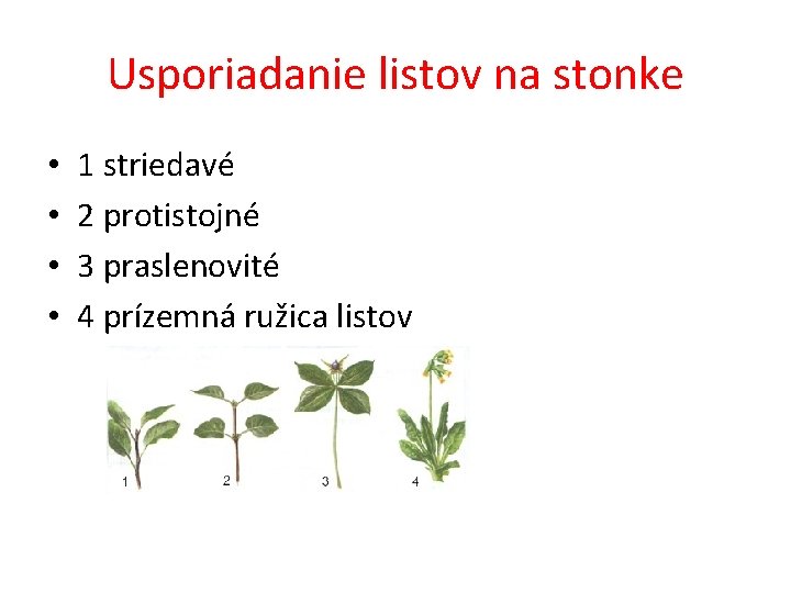 Usporiadanie listov na stonke • • 1 striedavé 2 protistojné 3 praslenovité 4 prízemná