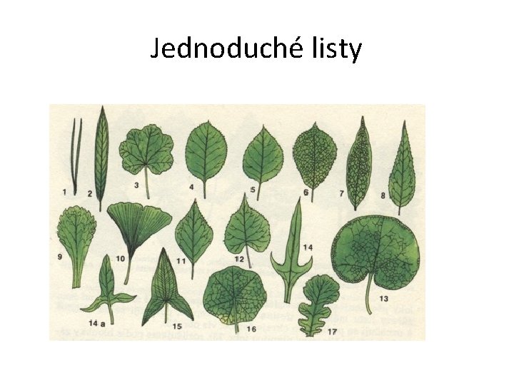 Jednoduché listy 