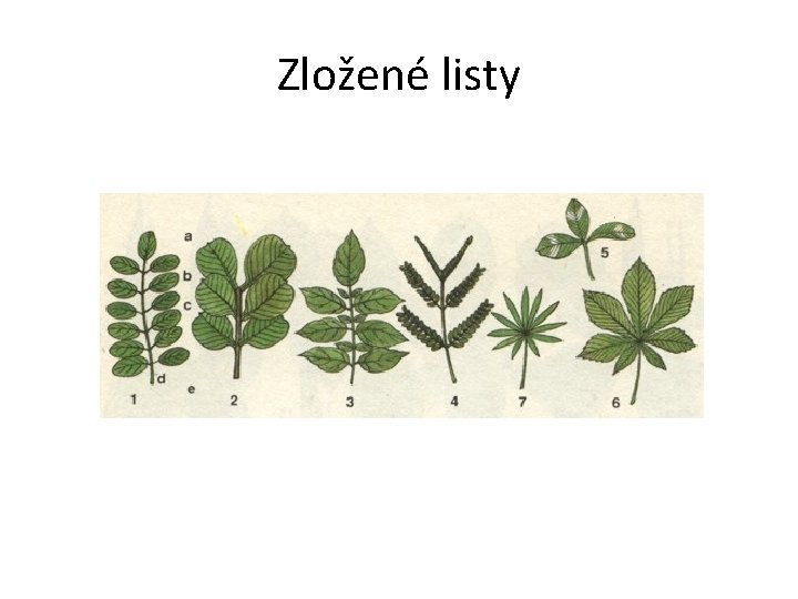 Zložené listy 