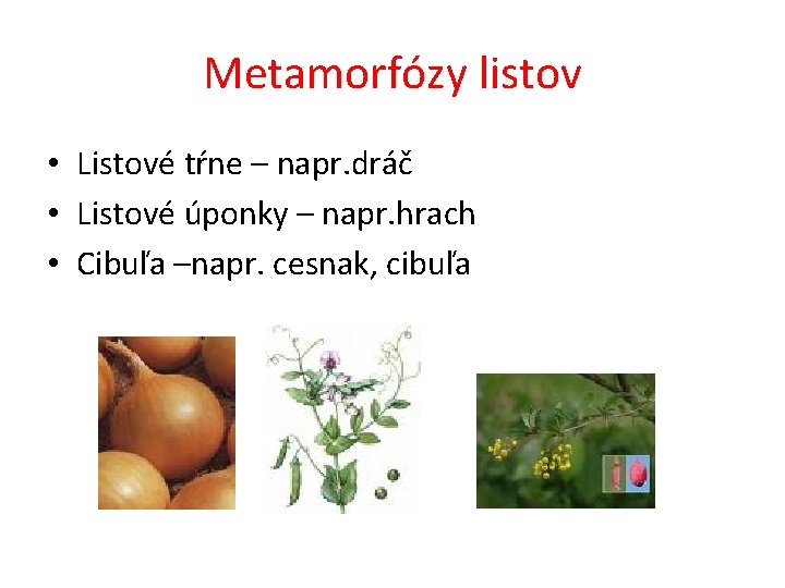 Metamorfózy listov • Listové tŕne – napr. dráč • Listové úponky – napr. hrach