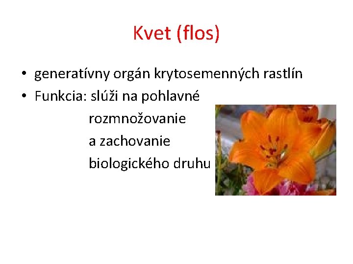 Kvet (flos) • generatívny orgán krytosemenných rastlín • Funkcia: slúži na pohlavné rozmnožovanie a