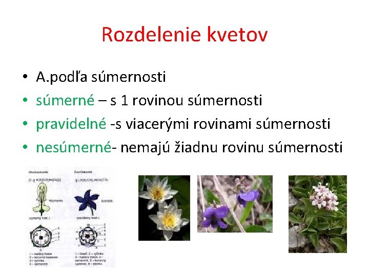 Rozdelenie kvetov • • A. podľa súmernosti súmerné – s 1 rovinou súmernosti pravidelné