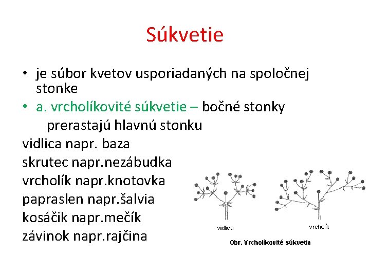 Súkvetie • je súbor kvetov usporiadaných na spoločnej stonke • a. vrcholíkovité súkvetie –