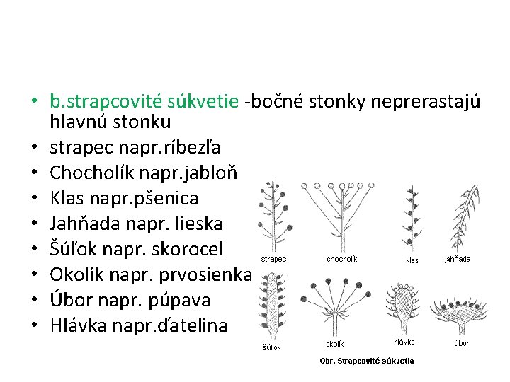  • b. strapcovité súkvetie -bočné stonky neprerastajú hlavnú stonku • strapec napr. ríbezľa