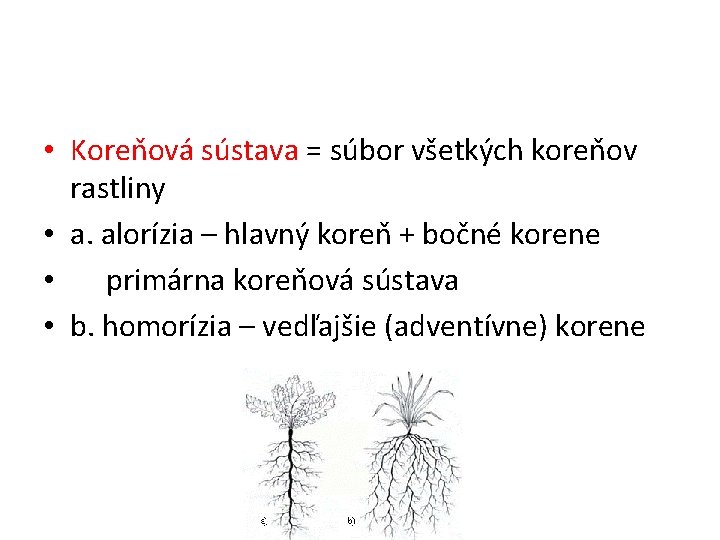  • Koreňová sústava = súbor všetkých koreňov rastliny • a. alorízia – hlavný