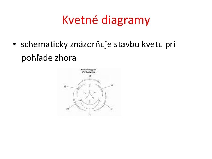 Kvetné diagramy • schematicky znázorňuje stavbu kvetu pri pohľade zhora 