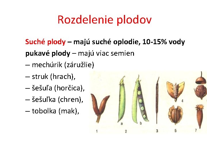 Rozdelenie plodov Suché plody – majú suché oplodie, 10 -15% vody pukavé plody –