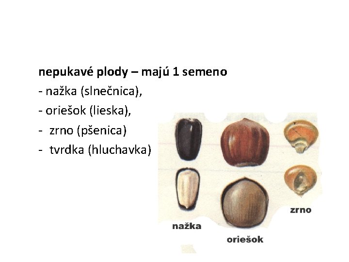 nepukavé plody – majú 1 semeno - nažka (slnečnica), - oriešok (lieska), - zrno