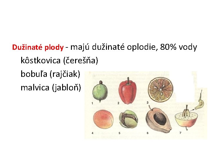 Dužinaté plody - majú dužinaté oplodie, 80% vody kôstkovica (čerešňa) bobuľa (rajčiak) malvica (jabloň)