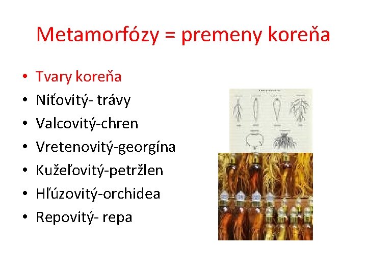 Metamorfózy = premeny koreňa • • Tvary koreňa Niťovitý- trávy Valcovitý-chren Vretenovitý-georgína Kužeľovitý-petržlen Hľúzovitý-orchidea