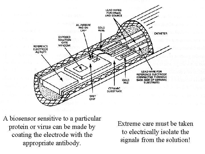 A biosensor sensitive to a particular protein or virus can be made by coating