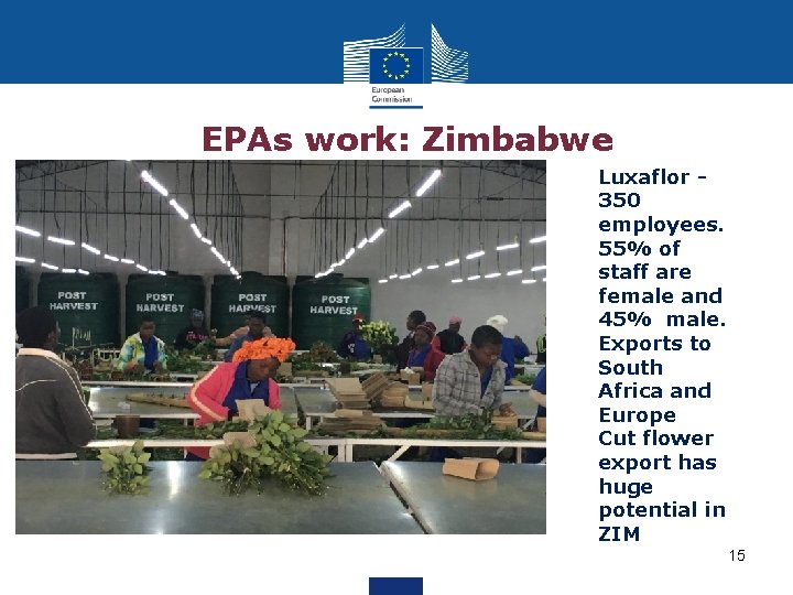 EPAs work: Zimbabwe Luxaflor 350 employees. 55% of staff are female and 45% male.