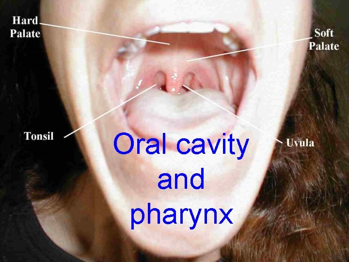 Oral cavity and pharynx 