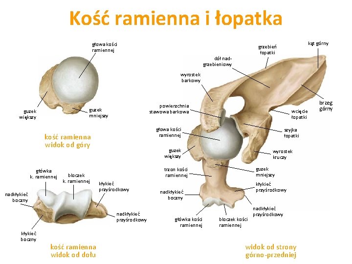 Kość ramienna i łopatka głowa kości ramiennej kąt górny grzebień łopatki dół nadgrzebieniowy wyrostek