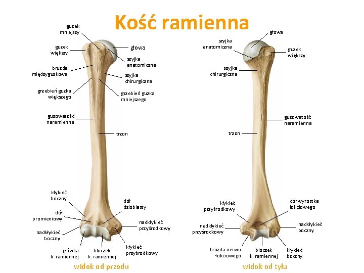 guzek mniejszy Kość ramienna guzek większy głowa szyjka anatomiczna bruzda międzyguzkowa szyjka chirurgiczna grzebień