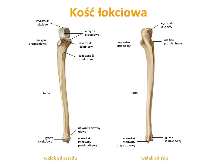 wyrostek łokciowy Kość łokciowa wyrostek łokciowy wcięcie bloczkowe wcięcie promieniowe wyrostek dziobiasty guzowatość k.