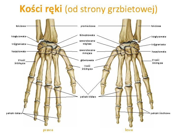 Kości ręki (od strony grzbietowej) łokciowa promieniowa księżycowata łódeczkowata trójgraniasta czworoboczna większa trójgraniasta czworoboczna