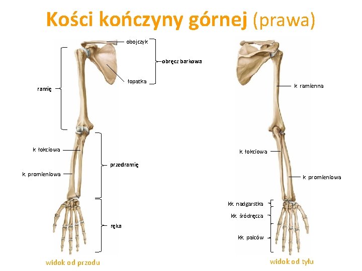 Kości kończyny górnej (prawa) obojczyk obręcz barkowa łopatka k. ramienna ramię k. łokciowa przedramię
