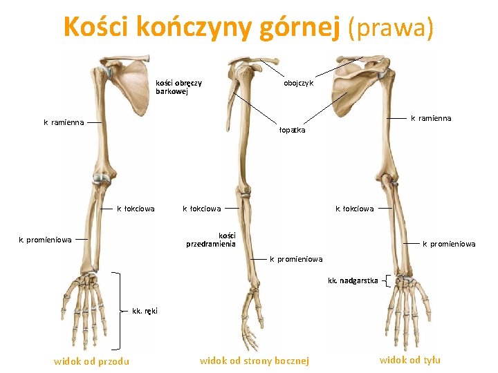 Kości kończyny górnej (prawa) kości obręczy barkowej obojczyk k. ramienna łopatka k. łokciowa kości