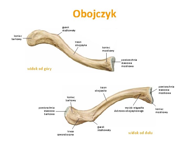 Obojczyk guzek stożkowaty koniec barkowy trzon obojczyka koniec mostkowy powierzchnia stawowa mostkowa widok od