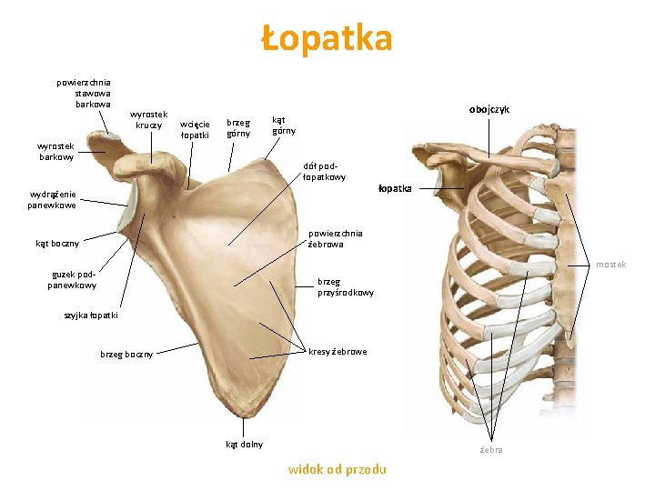 Łopatka powierzchnia stawowa barkowa wyrostek kruczy wyrostek barkowy wcięcie łopatki brzeg górny obojczyk kąt