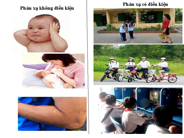 Phản xạ không điều kiện Phản xạ có điều kiện 