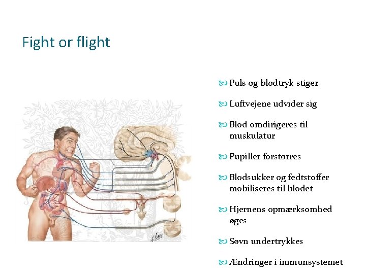 Fight or flight Puls og blodtryk stiger Luftvejene udvider sig Blod omdirigeres til muskulatur