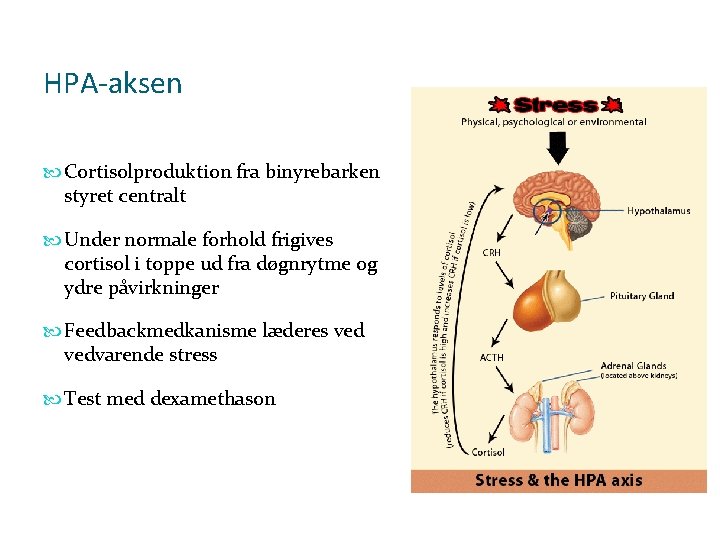 HPA-aksen Cortisolproduktion fra binyrebarken styret centralt Under normale forhold frigives cortisol i toppe ud HPA-aksen Cortisolproduktion fra binyrebarken styret centralt Under normale forhold frigives cortisol i toppe ud
