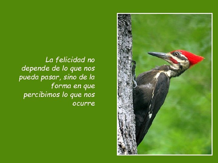 La felicidad no depende de lo que nos pueda pasar, sino de la forma