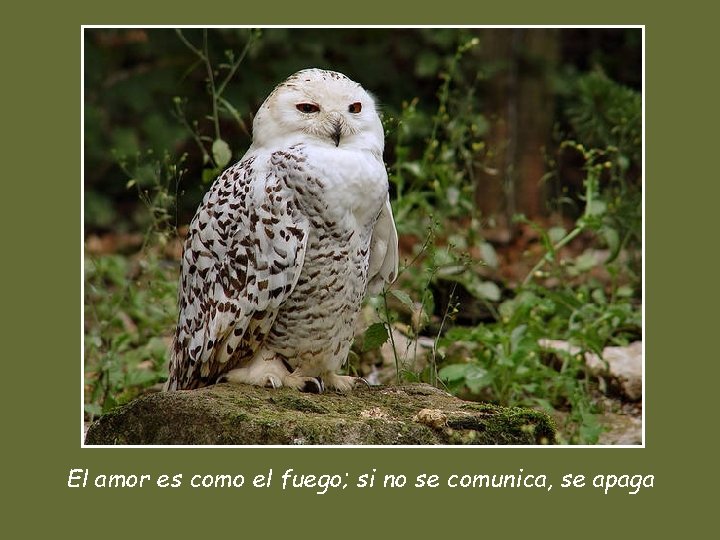 El amor es como el fuego; si no se comunica, se apaga 